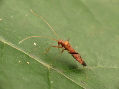 Paraxenetus guttulatus