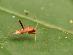 Paraxenetus guttulatus