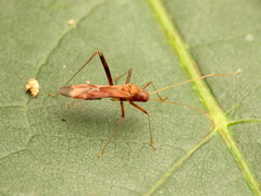 Paraxenetus guttulatus