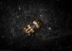 Limnaecia polycydista