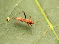 Paraxenetus guttulatus