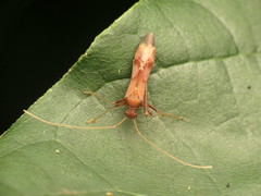 Paraxenetus guttulatus