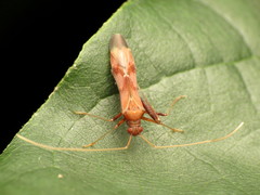 Paraxenetus guttulatus