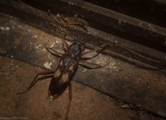 Phoracantha punctata