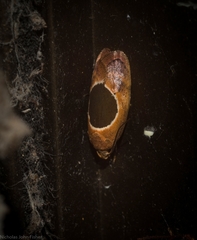 Hoplomorpha abalienella