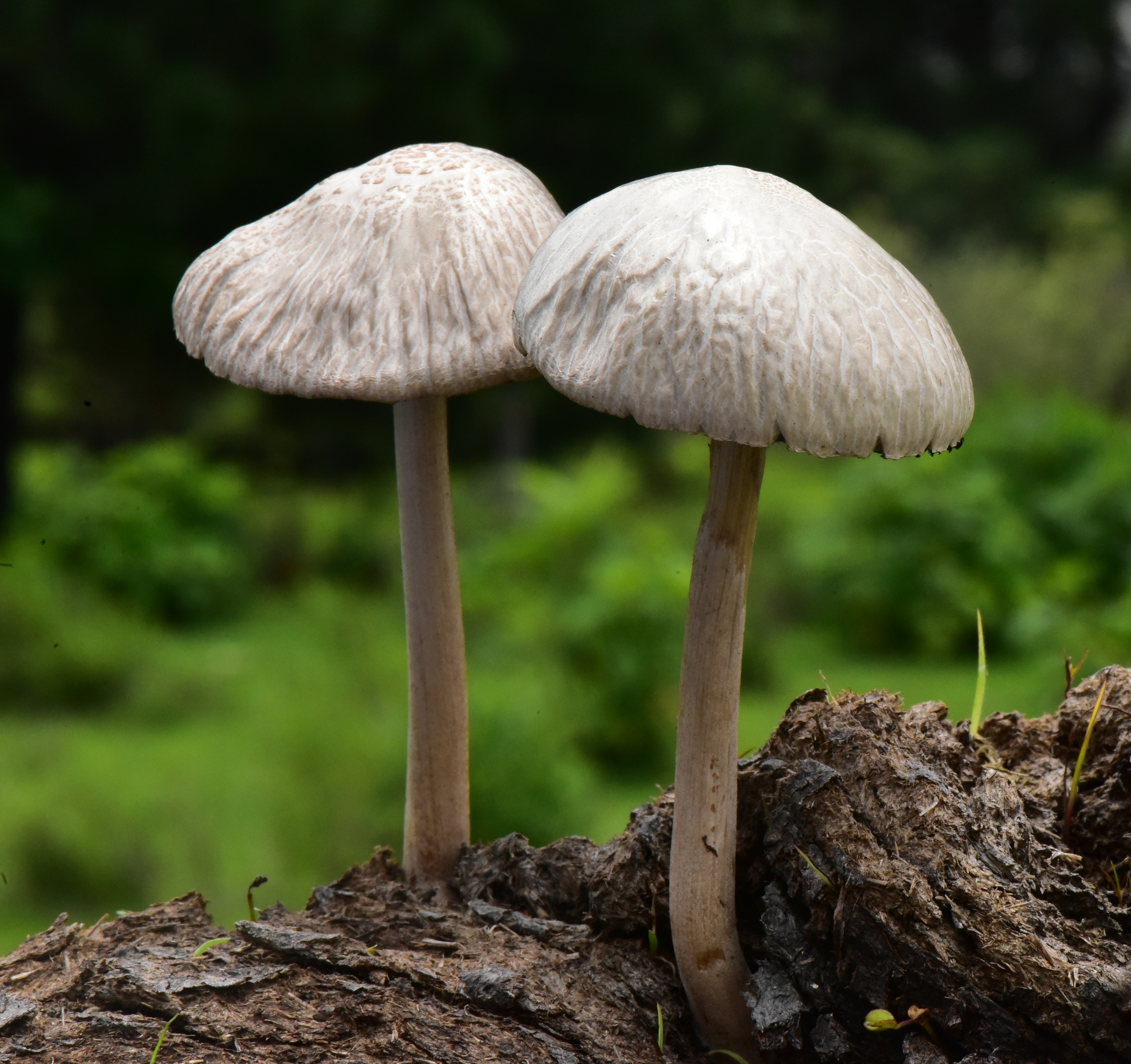 Panaeolus antillarum image