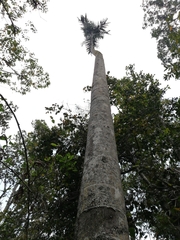Dypsis ambositrae