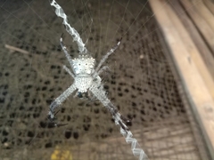 Argiope appensa