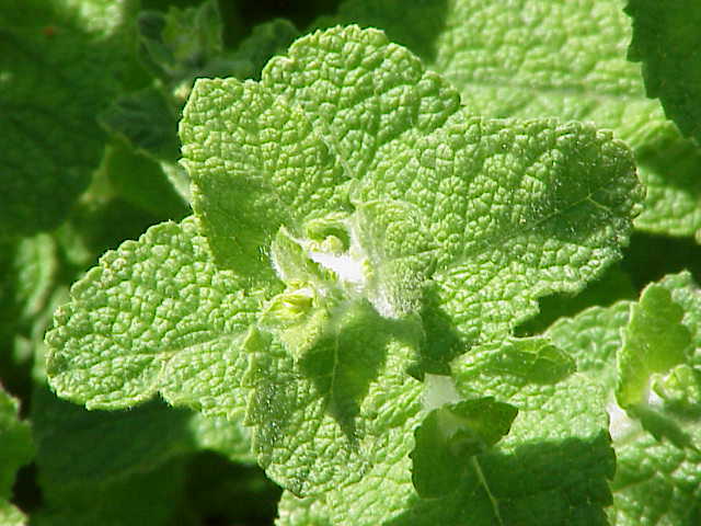 Mentha X rotundifolia