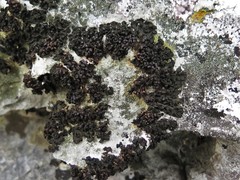 Enchylium polycarpon