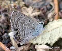 Hemiargus ramon
