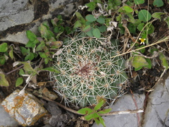 Mammillaria melanocentra rubrograndis