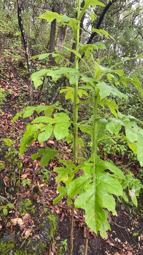 Mexican tree daisy (Verbesina turbacensis)