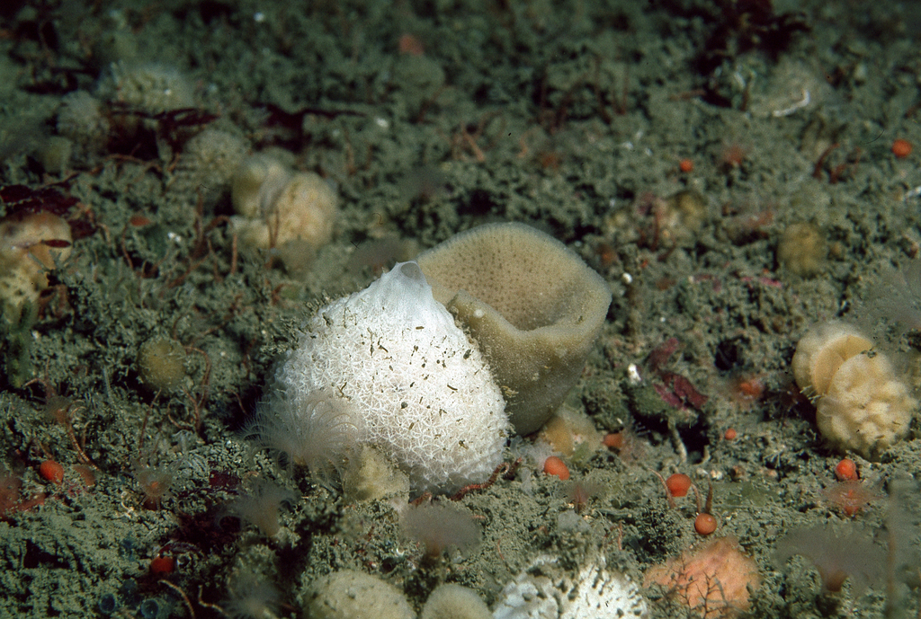 Craniella zetlandica