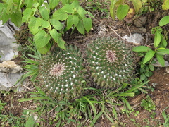Mammillaria melanocentra rubrograndis