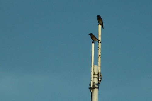 iNaturalist observation photo of Western Bluebird