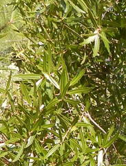 Quercus viminea