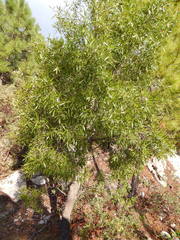 Quercus viminea