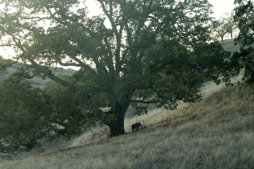 iNaturalist observation photo of Wild Boar
