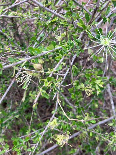 Dwarf Bush Cherry (Maerua parvifolia)