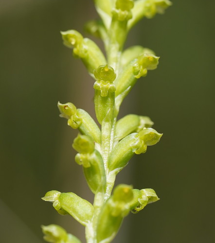 Microtis parviflora R.Br.