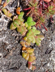 Disphyma dunsdonii