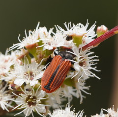 Castiarina erythroptera