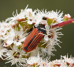 Castiarina erythroptera