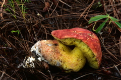Butyriboletus