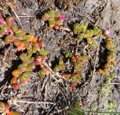 Disphyma dunsdonii