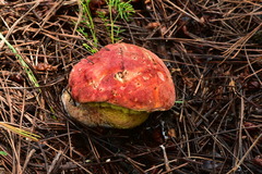 Butyriboletus