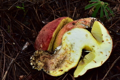 Butyriboletus