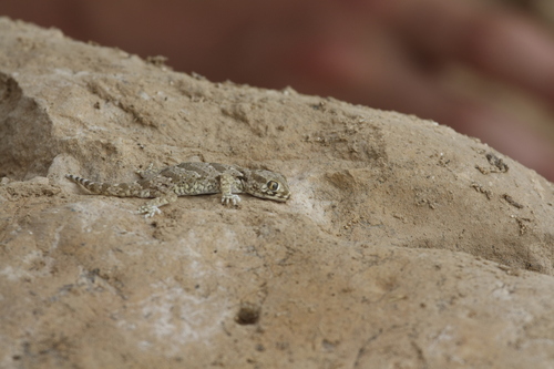 Northern Elegant Gecko