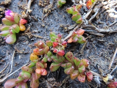 Disphyma dunsdonii
