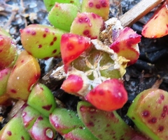 Disphyma dunsdonii