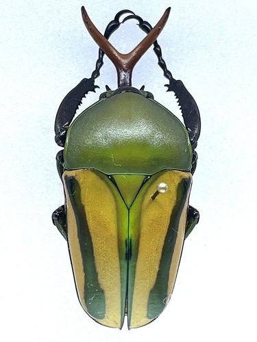 Flamboyant Flower Beetle (Eudicella gralli) · iNaturalist