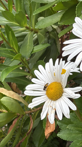 Unknown species found near Ridgebury Rd, Ridgefield, CT, US