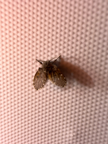 Unknown species found near S Memorial Dr, Tulsa, OK, US