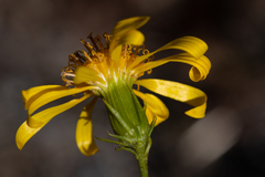 Senecio flaccidus douglasii