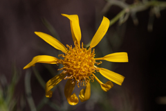 Senecio flaccidus douglasii