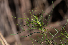 Senecio flaccidus douglasii