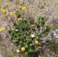 Senecio pillansii