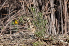 Senecio flaccidus douglasii