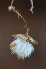 Senecio flaccidus douglasii
