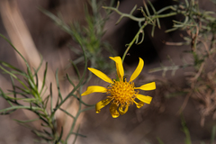 Senecio flaccidus douglasii