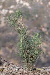 Senecio flaccidus douglasii