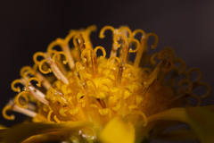 Senecio flaccidus douglasii