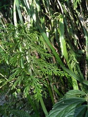 Selaginella stauntoniana