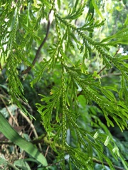 Selaginella stauntoniana