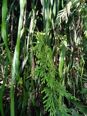 Selaginella stauntoniana